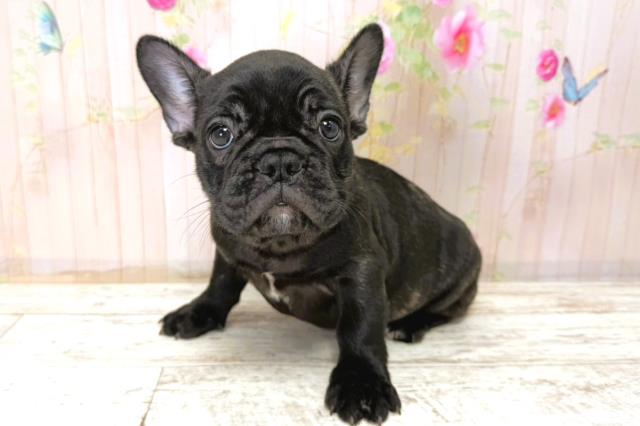 北海道のフレンチブルドッグ (Coo&RIKU札幌西店/2025年11月6日生まれ/男の子/ブリンドル)の子犬の2枚目の画像