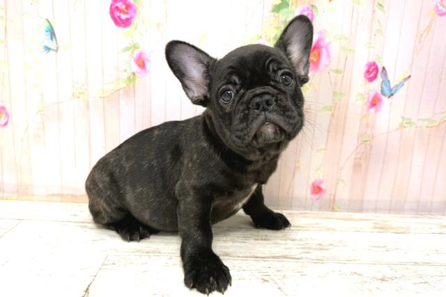 北海道のフレンチブルドッグ (Coo&RIKU札幌西店/2025年11月6日生まれ/男の子/ブリンドル)の子犬の3枚目の画像