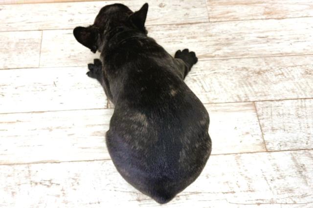 北海道のフレンチブルドッグ (Coo&RIKU札幌西店/2025年11月6日生まれ/男の子/ブリンドル)の子犬の4枚目の画像