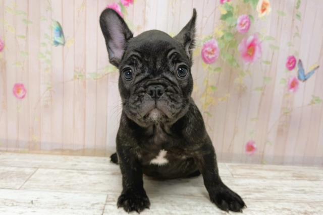 北海道のフレンチブルドッグ (Coo&RIKU苫小牧店/2025年11月6日生まれ/男の子/ブリンドル)の子犬の1枚目の画像