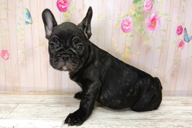 北海道のフレンチブルドッグ (Coo&RIKU苫小牧店/2025年11月6日生まれ/男の子/ブリンドル)の子犬の2枚目の画像