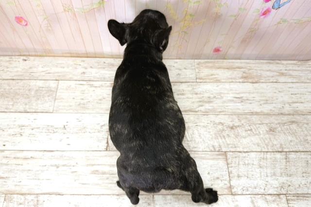 北海道のフレンチブルドッグ (Coo&RIKU苫小牧店/2025年11月6日生まれ/男の子/ブリンドル)の子犬の4枚目の画像