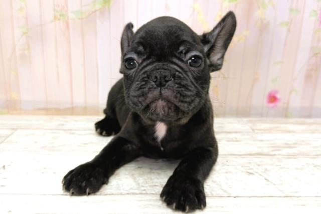 北海道のフレンチブルドッグ (Coo&RIKU北見店/2025年11月6日生まれ/男の子/ブリンドル)の子犬の1枚目の画像