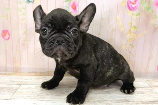 北海道のフレンチブルドッグ (Coo&RIKU北見店/2025年11月6日生まれ/男の子/ブリンドル)の子犬の2枚目の画像