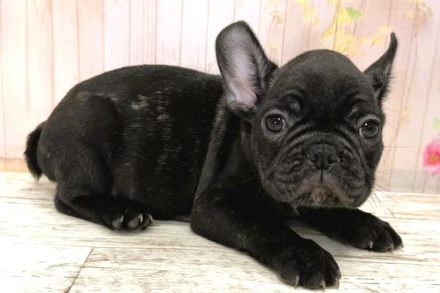 北海道のフレンチブルドッグ (Coo&RIKU北見店/2025年11月6日生まれ/男の子/ブリンドル)の子犬の3枚目の画像