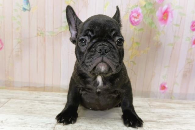 北海道のフレンチブルドッグ (Coo&RIKU岩見沢店/2025年11月6日生まれ/女の子/ブリンドル)の子犬の1枚目の画像