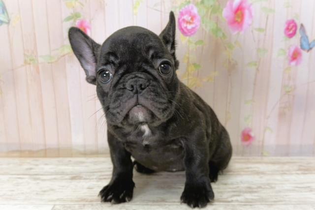 北海道のフレンチブルドッグ (Coo&RIKU岩見沢店/2025年11月6日生まれ/女の子/ブリンドル)の子犬の2枚目の画像
