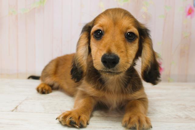 北海道のカニンヘンダックスフンド(ロング) (Coo&RIKU札幌東店/2025年11月6日生まれ/男の子/シェーデットレッド)の子犬の1枚目の画像