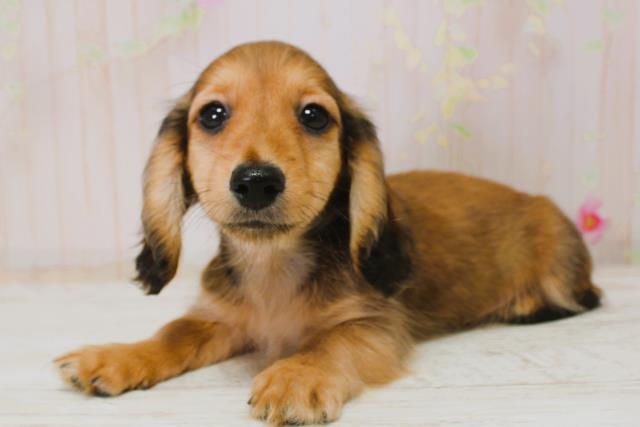 北海道のカニンヘンダックスフンド(ロング) (Coo&RIKU札幌東店/2025年11月6日生まれ/男の子/シェーデットレッド)の子犬の2枚目の画像