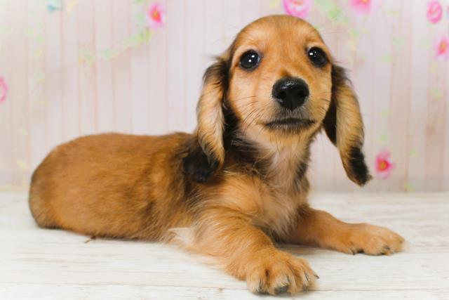 北海道のカニンヘンダックスフンド(ロング) (Coo&RIKU札幌東店/2025年11月6日生まれ/男の子/シェーデットレッド)の子犬の3枚目の画像