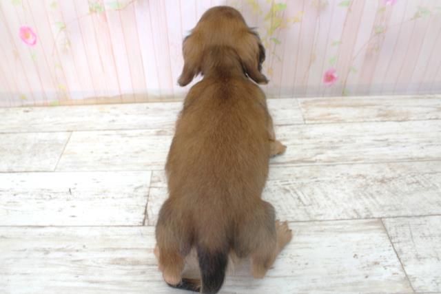 北海道のカニンヘンダックスフンド(ロング) (Coo&RIKU札幌東店/2025年11月6日生まれ/男の子/シェーデットレッド)の子犬の4枚目の画像