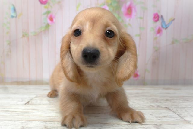 北海道のカニンヘンダックスフンド(ロング) (Coo&RIKU北見店/2025年11月6日生まれ/男の子/イエロー)の子犬の1枚目の画像