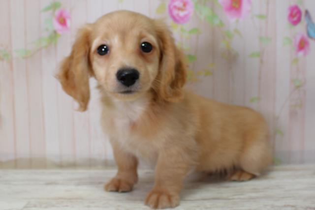 北海道のカニンヘンダックスフンド(ロング) (Coo&RIKU北見店/2025年11月6日生まれ/男の子/イエロー)の子犬の2枚目の画像