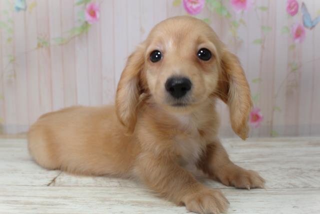 北海道のカニンヘンダックスフンド(ロング) (Coo&RIKU北見店/2025年11月6日生まれ/男の子/イエロー)の子犬の3枚目の画像