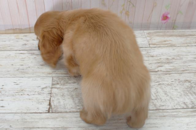 北海道のカニンヘンダックスフンド(ロング) (Coo&RIKU北見店/2025年11月6日生まれ/男の子/イエロー)の子犬の4枚目の画像