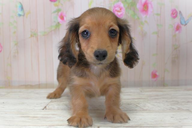 北海道のカニンヘンダックスフンド(ロング) (Coo&RIKU室蘭店/2025年11月6日生まれ/女の子/シェーデットレッド)の子犬の1枚目の画像