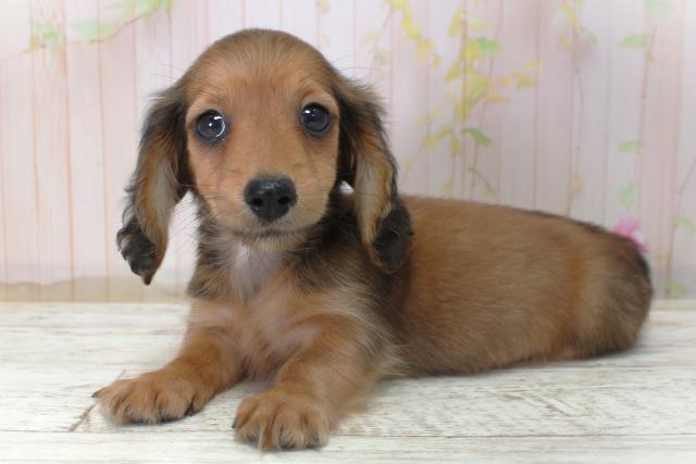 北海道のカニンヘンダックスフンド(ロング) (Coo&RIKU室蘭店/2025年11月6日生まれ/女の子/シェーデットレッド)の子犬の2枚目の画像