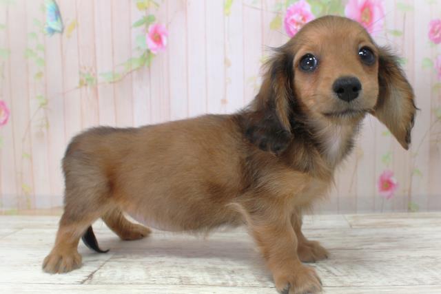 北海道のカニンヘンダックスフンド(ロング) (Coo&RIKU室蘭店/2025年11月6日生まれ/女の子/シェーデットレッド)の子犬の3枚目の画像