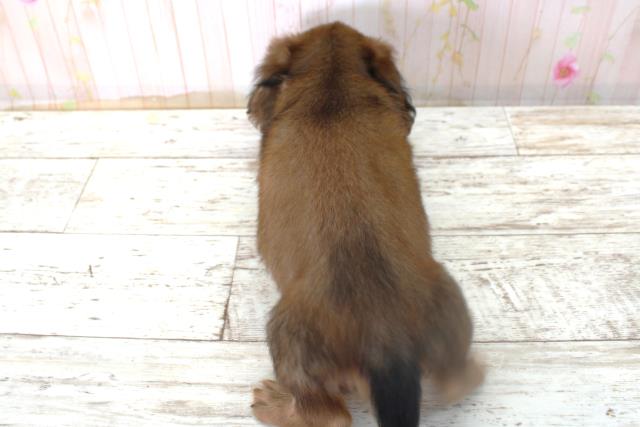 北海道のカニンヘンダックスフンド(ロング) (Coo&RIKU室蘭店/2025年11月6日生まれ/女の子/シェーデットレッド)の子犬の4枚目の画像