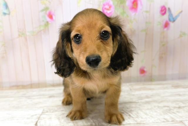 千葉県のカニンヘンダックスフンド(ロング) (Coo&RIKU木更津店/2025年11月6日生まれ/女の子/シェーデットレッド)の子犬の1枚目の画像