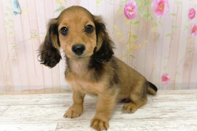 千葉県のカニンヘンダックスフンド(ロング) (Coo&RIKU木更津店/2025年11月6日生まれ/女の子/シェーデットレッド)の子犬の2枚目の画像