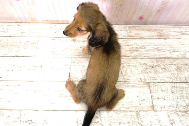 千葉県のカニンヘンダックスフンド(ロング) (Coo&RIKU木更津店/2025年11月6日生まれ/女の子/シェーデットレッド)の子犬の4枚目の画像