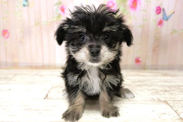 北海道のマルキー/マルヨーキー(マルチーズ×ヨークシャーテリア) (Coo&RIKU帯広店/2025年11月7日生まれ/女の子/ブラックタン)の子犬の1枚目の画像