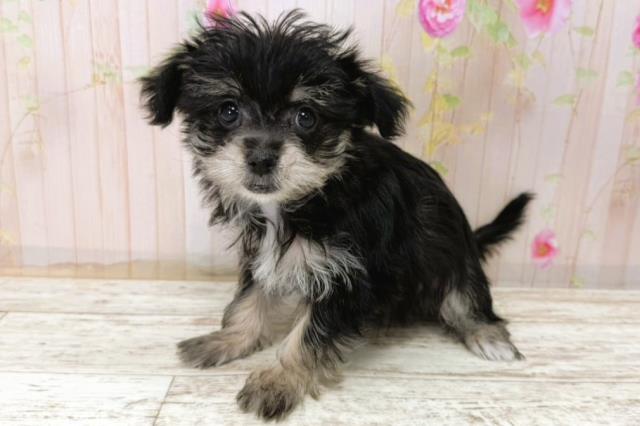 北海道のマルキー/マルヨーキー(マルチーズ×ヨークシャーテリア) (Coo&RIKU帯広店/2025年11月7日生まれ/女の子/ブラックタン)の子犬の2枚目の画像