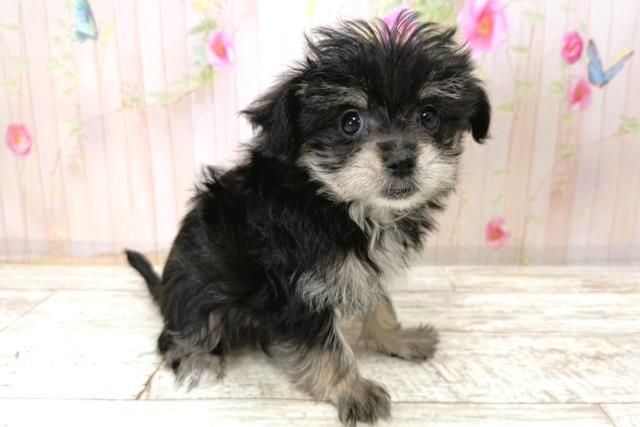 北海道のマルキー/マルヨーキー(マルチーズ×ヨークシャーテリア) (Coo&RIKU帯広店/2025年11月7日生まれ/女の子/ブラックタン)の子犬の3枚目の画像