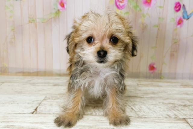 北海道のマルキー/マルヨーキー(マルチーズ×ヨークシャーテリア) (Coo&RIKU岩見沢店/2025年11月7日生まれ/女の子/レッド)の子犬の1枚目の画像