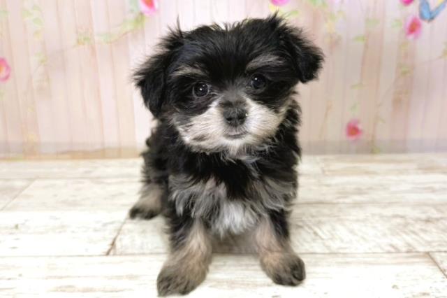 千葉県のマルキー/マルヨーキー(マルチーズ×ヨークシャーテリア) (Coo&RIKU木更津店/2025年11月7日生まれ/女の子/ブラックタン)の子犬の1枚目の画像