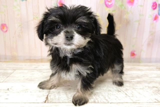 千葉県のマルキー/マルヨーキー(マルチーズ×ヨークシャーテリア) (Coo&RIKU木更津店/2025年11月7日生まれ/女の子/ブラックタン)の子犬の2枚目の画像