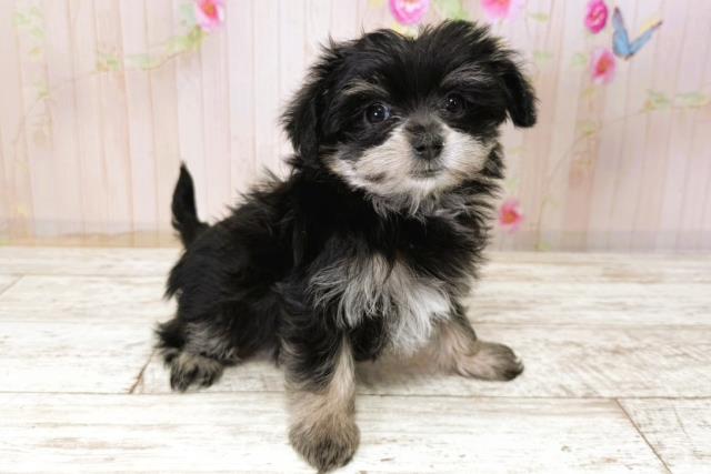 千葉県のマルキー/マルヨーキー(マルチーズ×ヨークシャーテリア) (Coo&RIKU木更津店/2025年11月7日生まれ/女の子/ブラックタン)の子犬の3枚目の画像