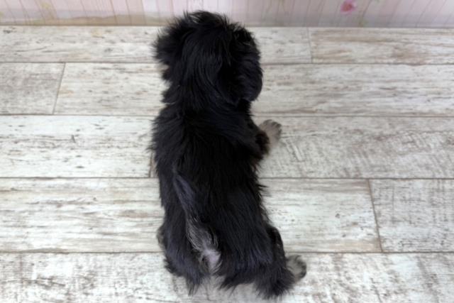 千葉県のマルキー/マルヨーキー(マルチーズ×ヨークシャーテリア) (Coo&RIKU木更津店/2025年11月7日生まれ/女の子/ブラックタン)の子犬の4枚目の画像