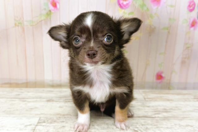 栃木県のチワワ(ロング) (Coo&RIKU宇都宮店/2025年11月8日生まれ/男の子/チョコレートタンホワイト)の子犬の1枚目の画像