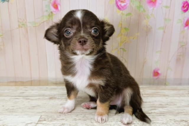 栃木県のチワワ(ロング) (Coo&RIKU宇都宮店/2025年11月8日生まれ/男の子/チョコレートタンホワイト)の子犬の2枚目の画像