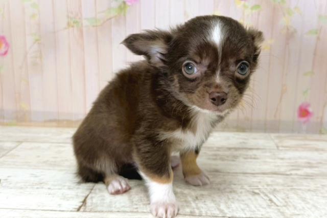 栃木県のチワワ(ロング) (Coo&RIKU宇都宮店/2025年11月8日生まれ/男の子/チョコレートタンホワイト)の子犬の3枚目の画像