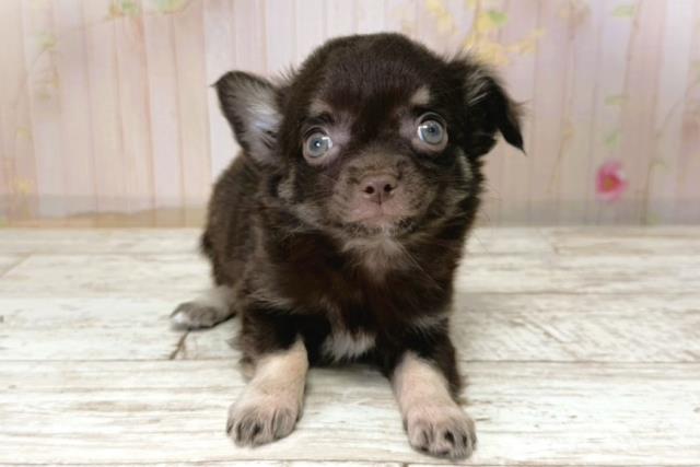 栃木県のチワワ(ロング) (Coo&RIKU足利店/2025年11月8日生まれ/男の子/チョコレートタンホワイト)の子犬の1枚目の画像