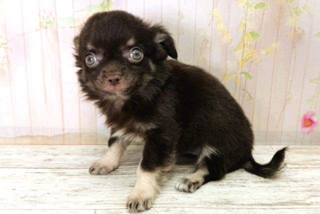 栃木県のチワワ(ロング) (Coo&RIKU足利店/2025年11月8日生まれ/男の子/チョコレートタンホワイト)の子犬の2枚目の画像