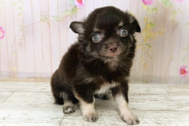 栃木県のチワワ(ロング) (Coo&RIKU足利店/2025年11月8日生まれ/男の子/チョコレートタンホワイト)の子犬の3枚目の画像