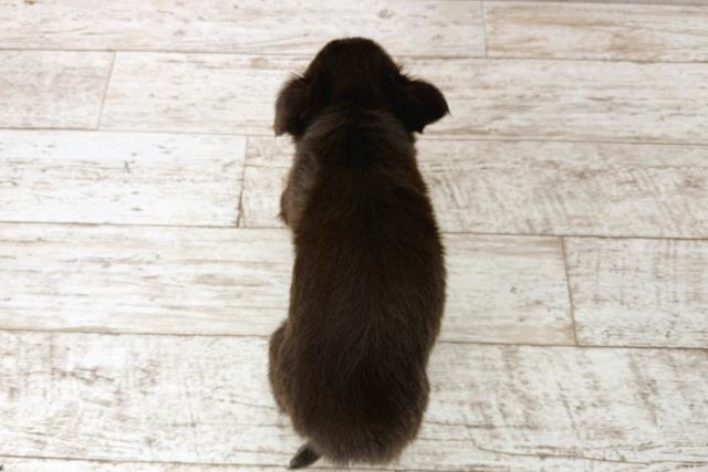 栃木県のチワワ(ロング) (Coo&RIKU足利店/2025年11月8日生まれ/男の子/チョコレートタンホワイト)の子犬の4枚目の画像