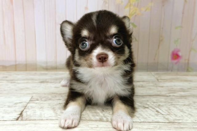 栃木県のチワワ(ロング) (Coo&RIKU小山店/2025年11月8日生まれ/男の子/チョコレートタンホワイト)の子犬の1枚目の画像