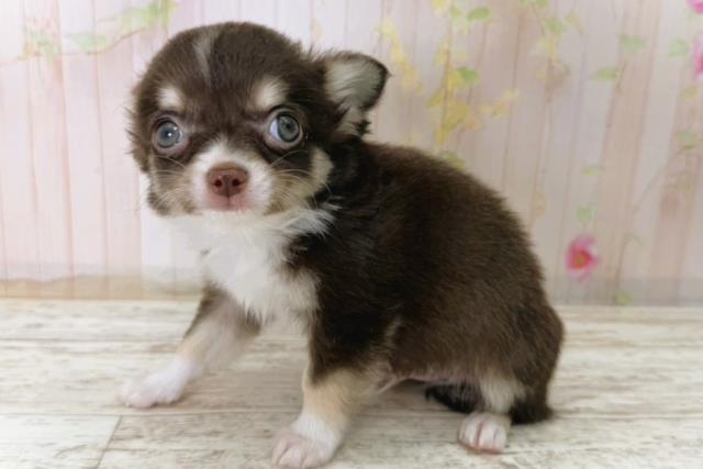 栃木県のチワワ(ロング) (Coo&RIKU小山店/2025年11月8日生まれ/男の子/チョコレートタンホワイト)の子犬の2枚目の画像