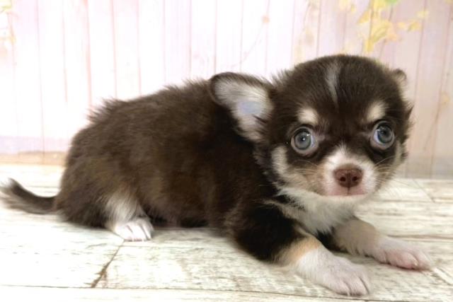 栃木県のチワワ(ロング) (Coo&RIKU小山店/2025年11月8日生まれ/男の子/チョコレートタンホワイト)の子犬の3枚目の画像