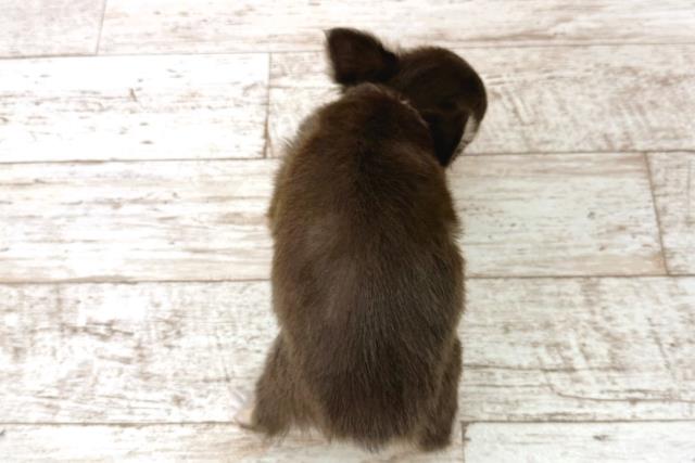 栃木県のチワワ(ロング) (Coo&RIKU小山店/2025年11月8日生まれ/男の子/チョコレートタンホワイト)の子犬の4枚目の画像