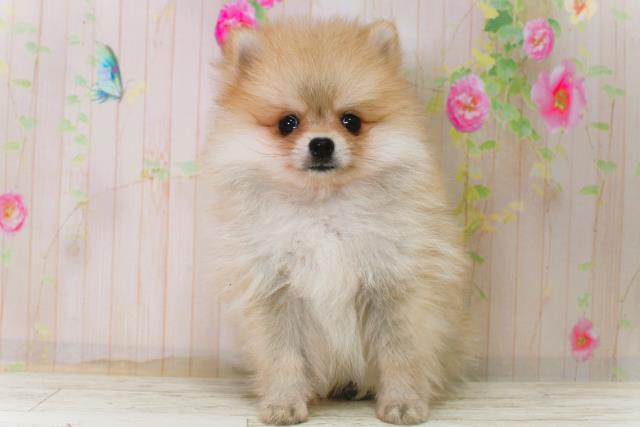 新潟県のポメラニアン (Coo&RIKU上越店/2025年11月8日生まれ/男の子/オレンジセーブル)の子犬の1枚目の画像