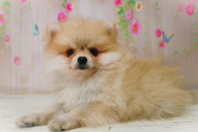 新潟県のポメラニアン (Coo&RIKU上越店/2025年11月8日生まれ/男の子/オレンジセーブル)の子犬の2枚目の画像