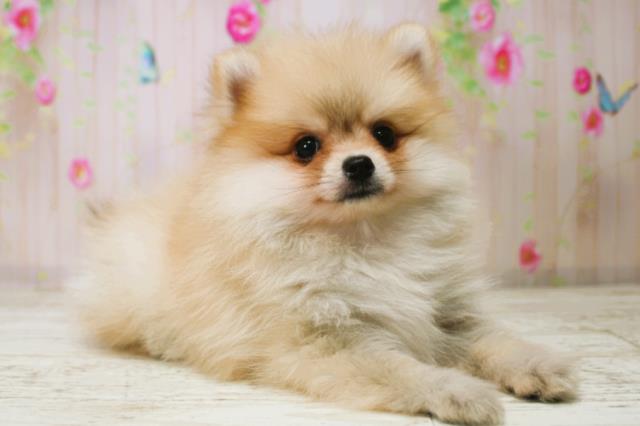 新潟県のポメラニアン (Coo&RIKU上越店/2025年11月8日生まれ/男の子/オレンジセーブル)の子犬の3枚目の画像