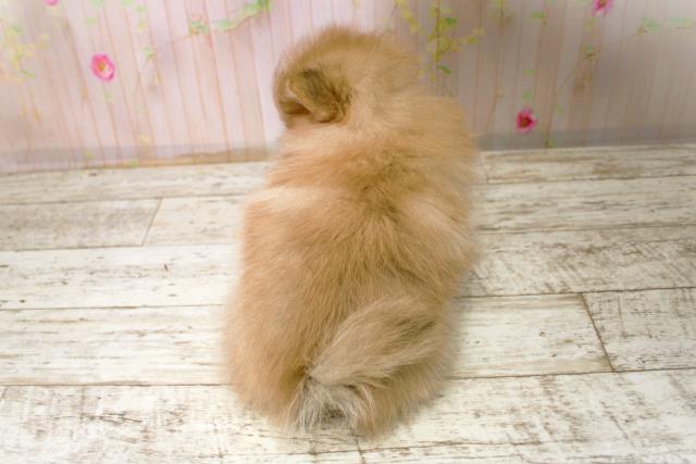 新潟県のポメラニアン (Coo&RIKU上越店/2025年11月8日生まれ/男の子/オレンジセーブル)の子犬の4枚目の画像