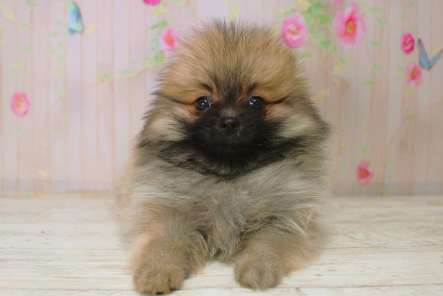 長野県のポメラニアン (Coo&RIKU綿半諏訪店/2025年11月8日生まれ/女の子/オレンジセーブル)の子犬の1枚目の画像